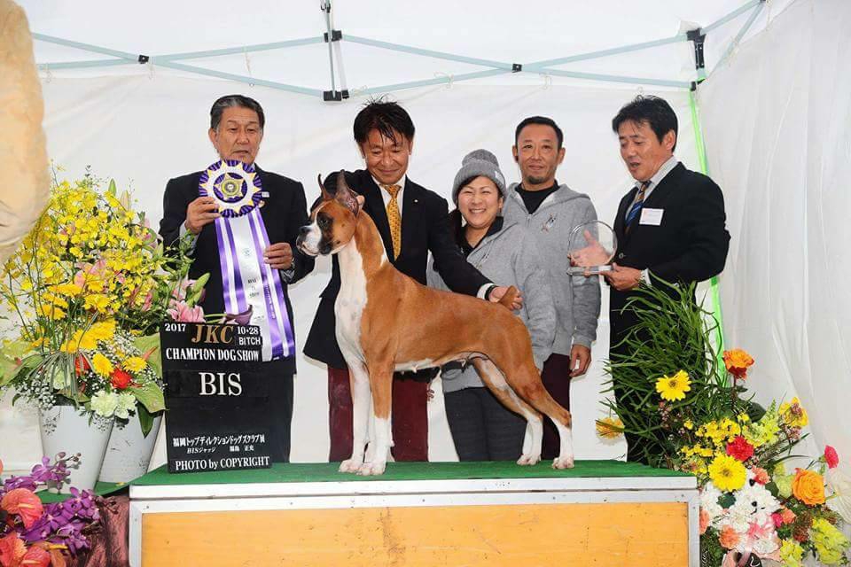 ドッグショー優勝のチャンピオン犬を輩出