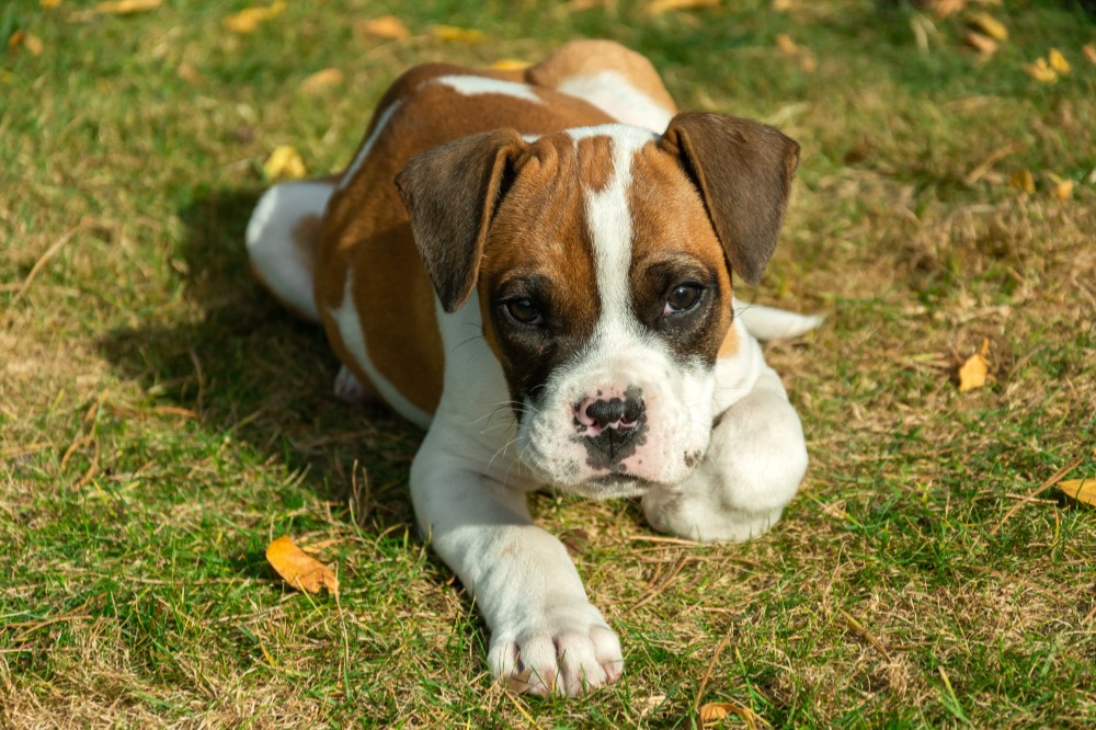 犬のオークション代行